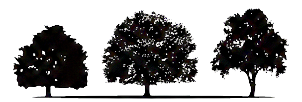 Castanea Creek Logo